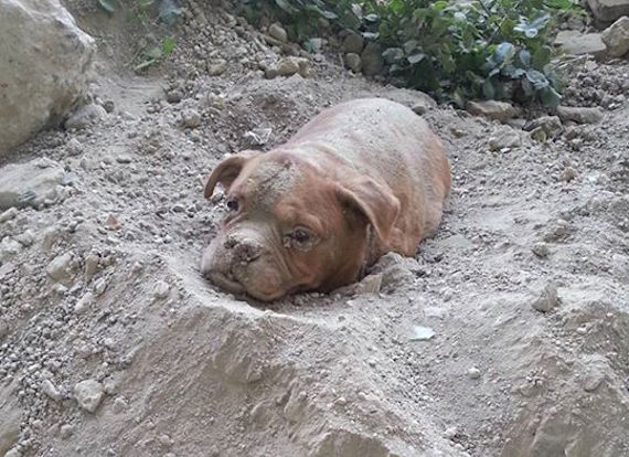 Homen salva cadela enterrada viva em França