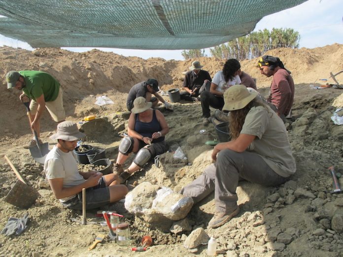 Equipa internacional escava dinossauros em Torres Vedras