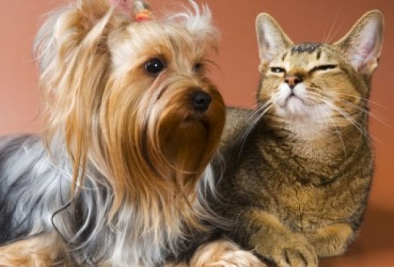 Campanha de esterilização de cadelas e/ou gatas vai decorrer no concelho de Torres Vedras