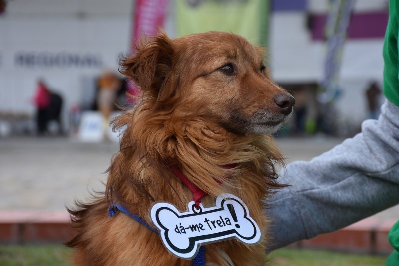 Dia do Cão, dia 25 de Novembro - Campanha de adoção em Torres Vedras