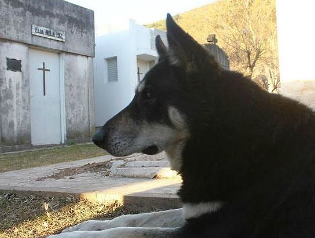 Cão guarda túmulo do dono por 10 anos até morrer