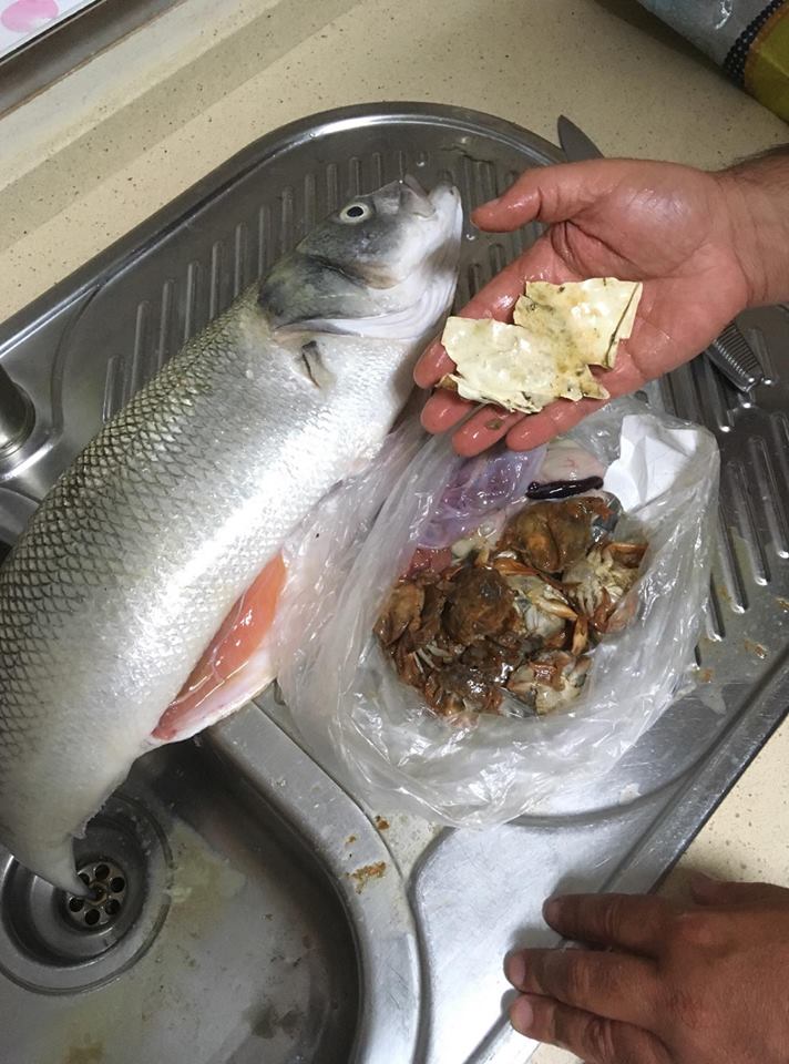 Torriense encontra plástico dentro do estômago de um peixe que pescou