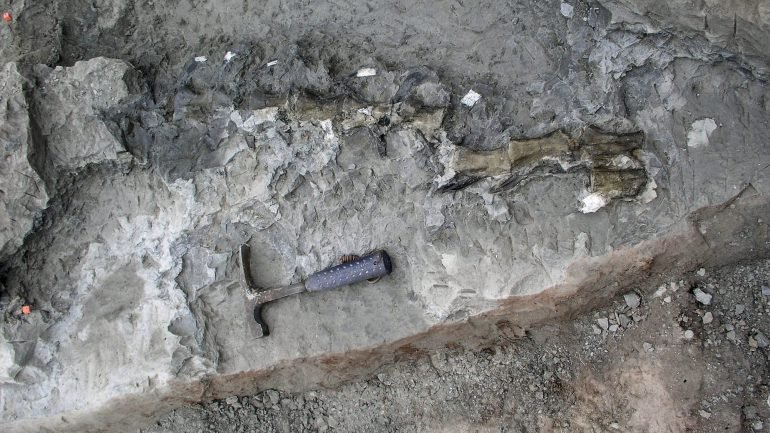 Nova espécie de dinossauro carnívoro pode ser sido descoberta em Torres Vedras