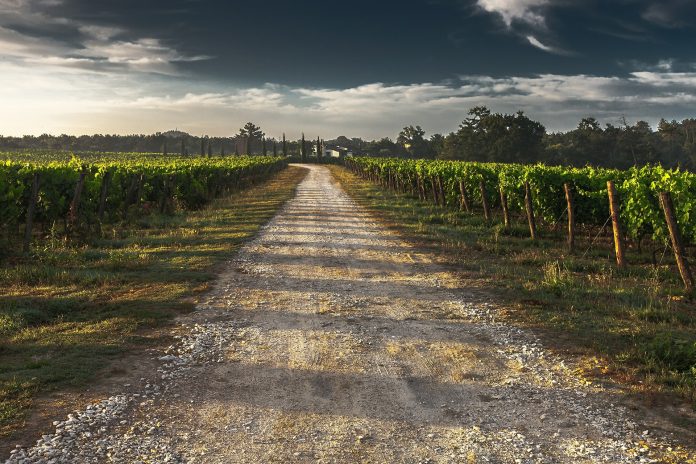 Municípios e Rotas do Vinho de Portugal com projeto para oferta integrada de enoturismo
