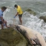 Baleia morta encontrada na Praia de Cambelas