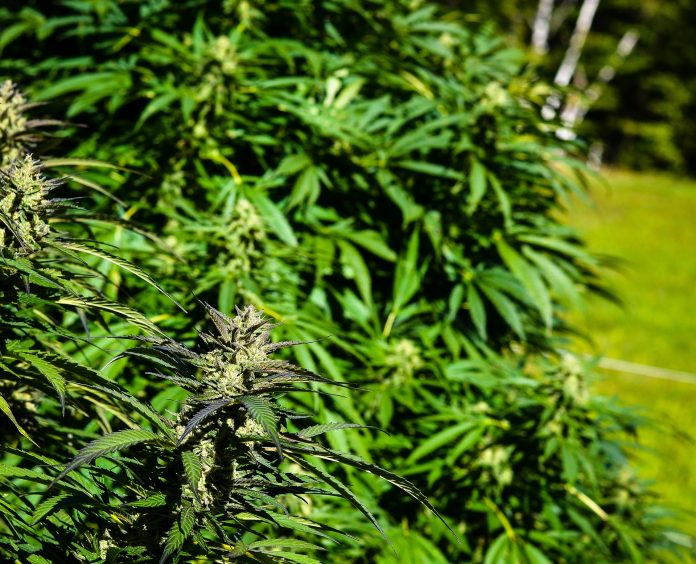 GNR encontrou plantação de cannabis em habitação na freguesia A-dos-Cunhados