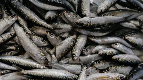 Nazaré considera quotas de pesca insuficientes e reclama medidas para o setor