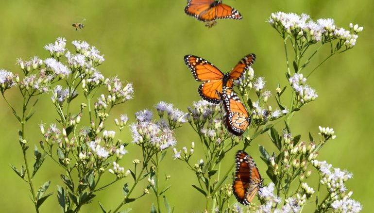 TORRES VEDRAS: Centro Interpretativo leva visitantes a capturar e identificar borboletas