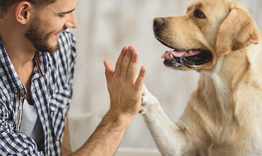 SANTARÉM: Município apoia projeto de cães terapeutas nas escolas