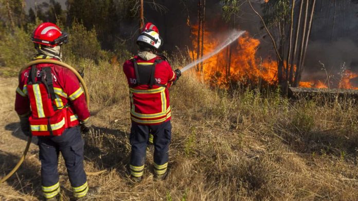 TORRES VEDRAS: Sapadores limpam zonas para prevenir incêndios