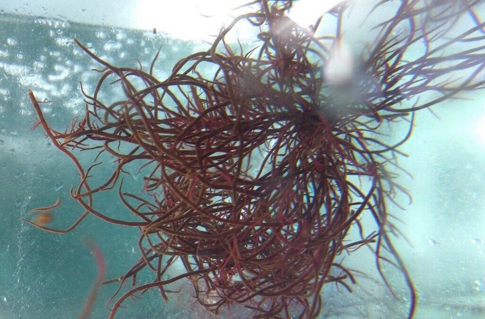 Compostos de alga vermelha da costa de Peniche eficazes no tratamento do cancro - estudo
